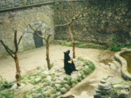 Medvěd Kazimír sedící machrující.